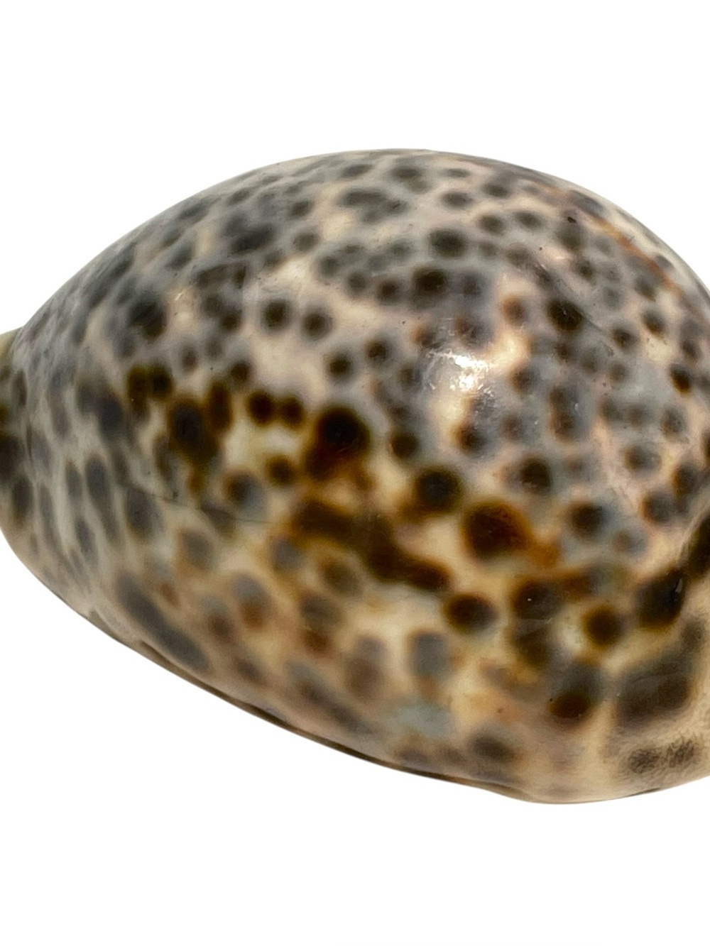 Vintage 1990s Vintage Tiger Cowrie Shell Cypraea Tigris Spotted Seashell